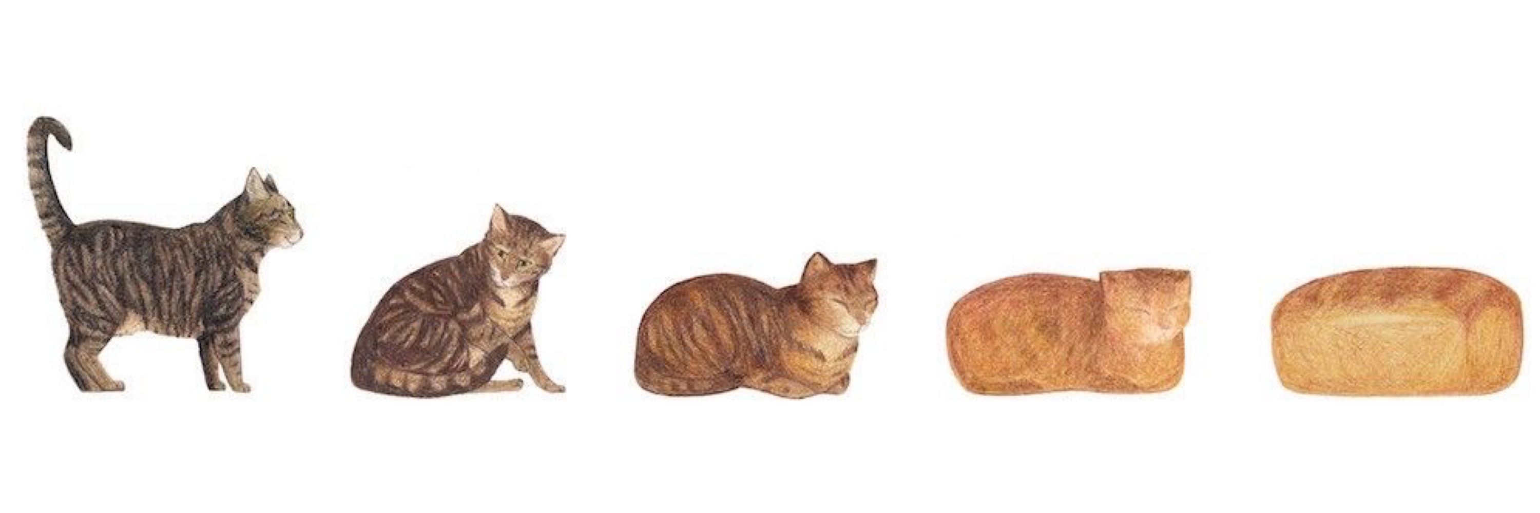miau
