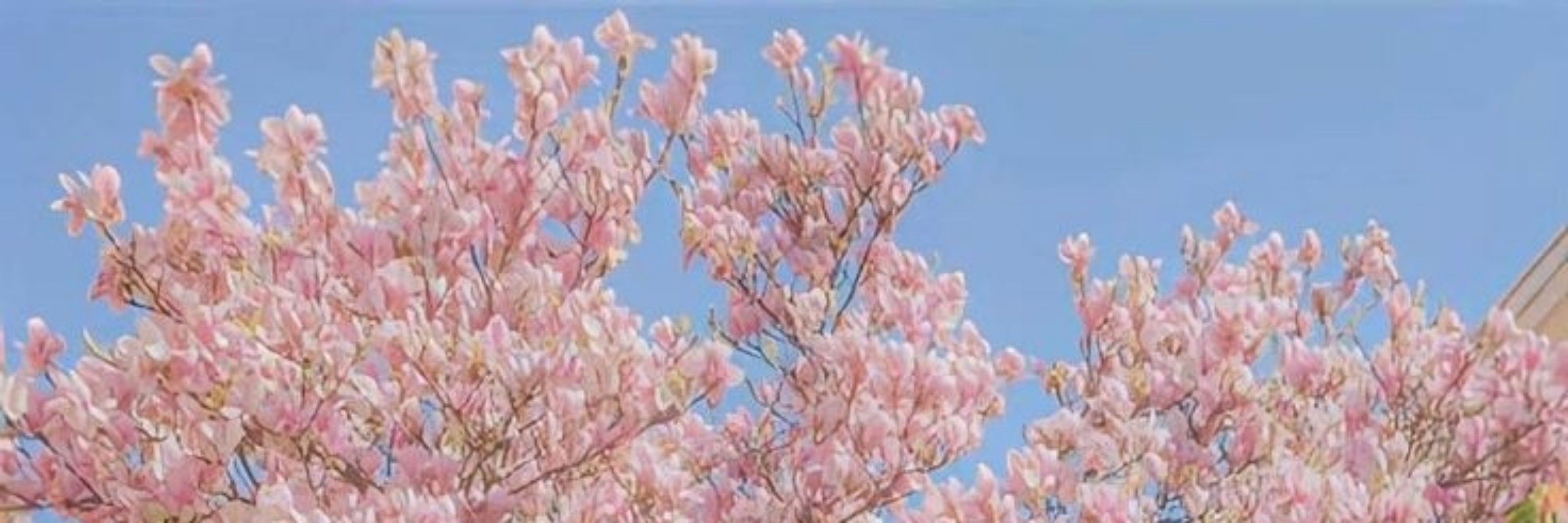 bbel 🌸