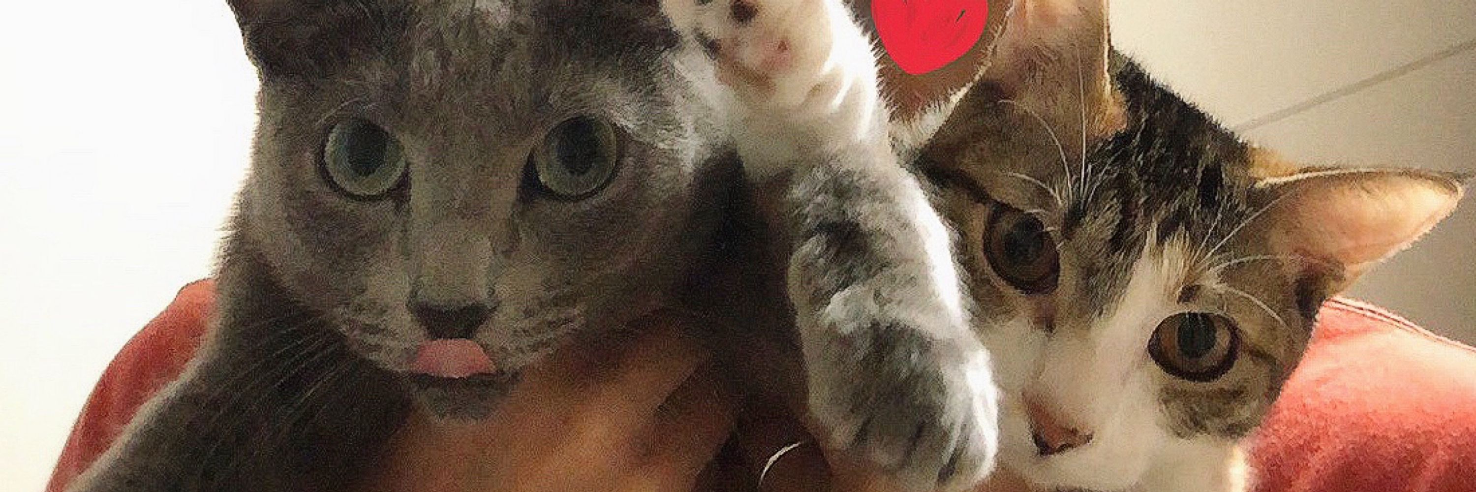 ウサギ袋