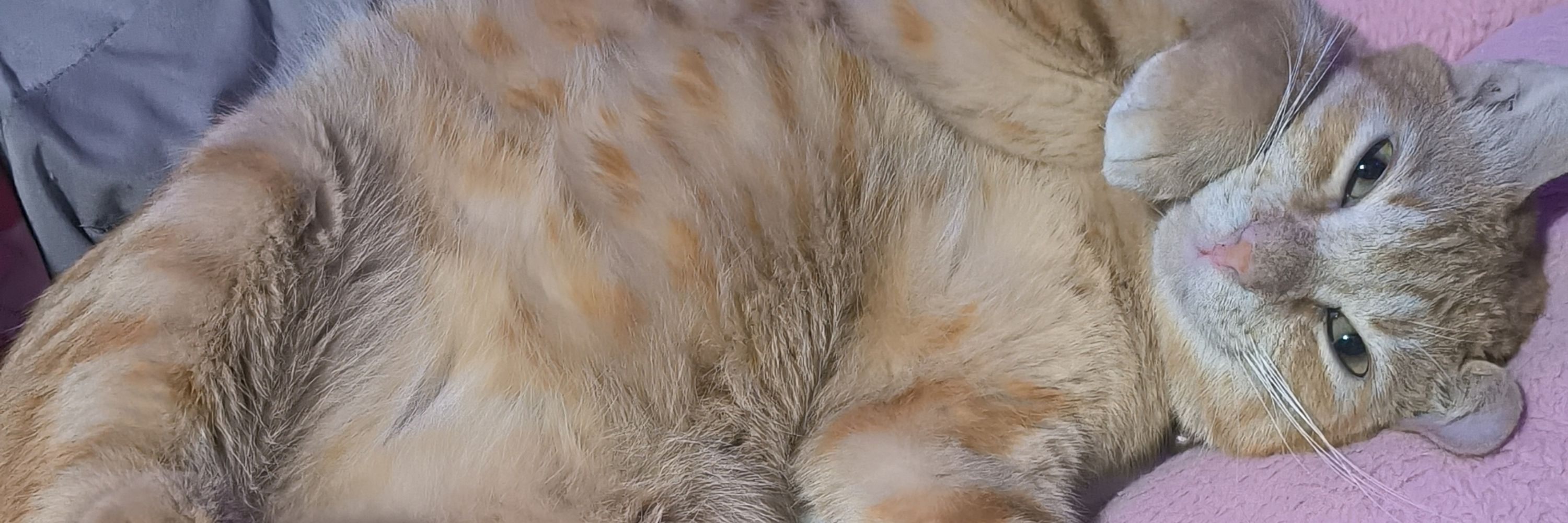 alliecat