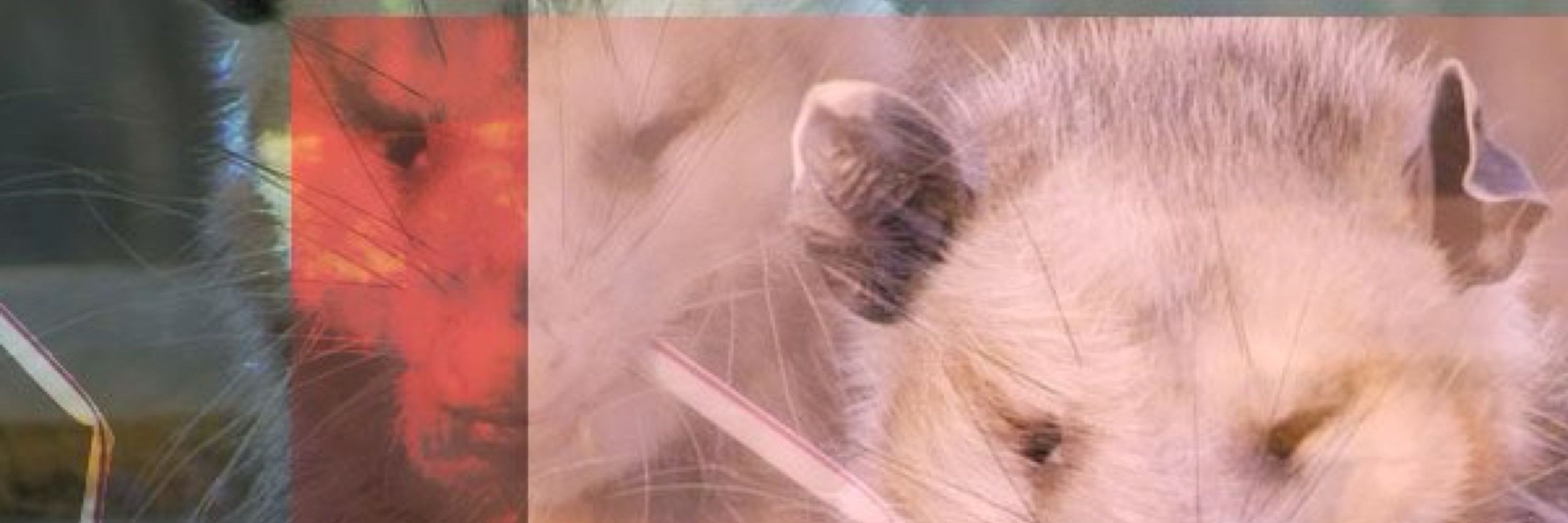 CannedPossum