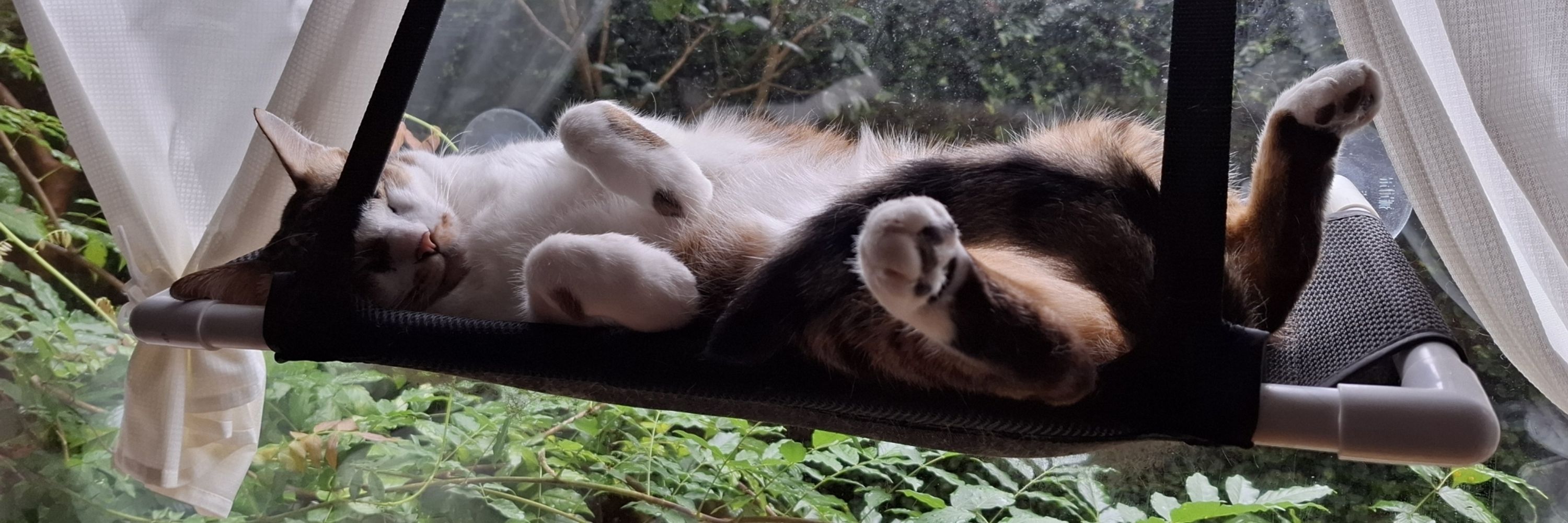 中分乳牛布魯斯