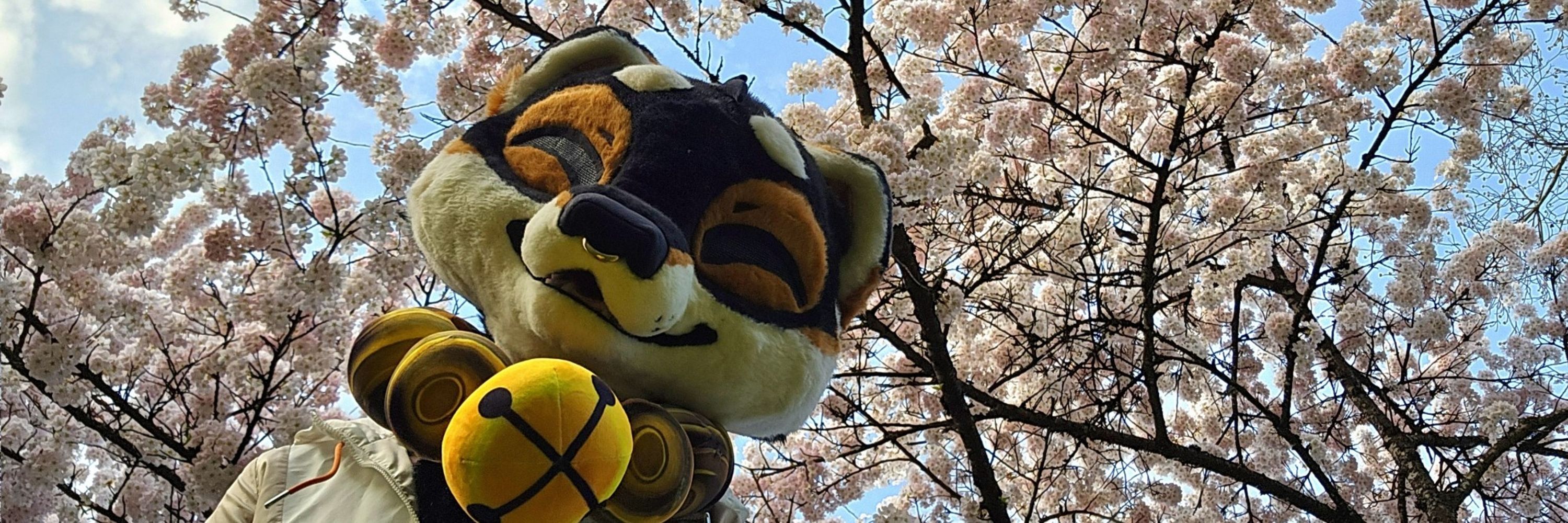 ✨️ Shiba ✨️