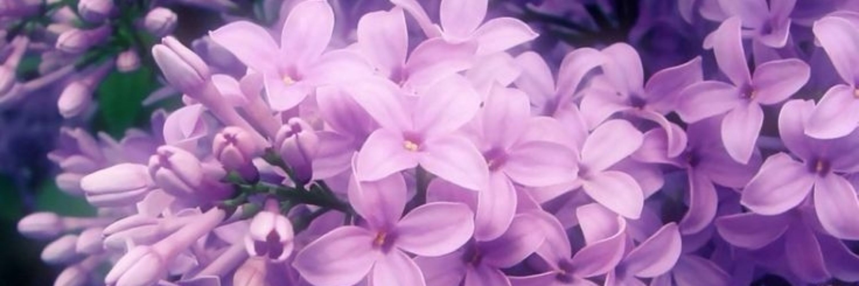 ❀🄻🄰🅅🄴🄽🄳🄴🅁❀
