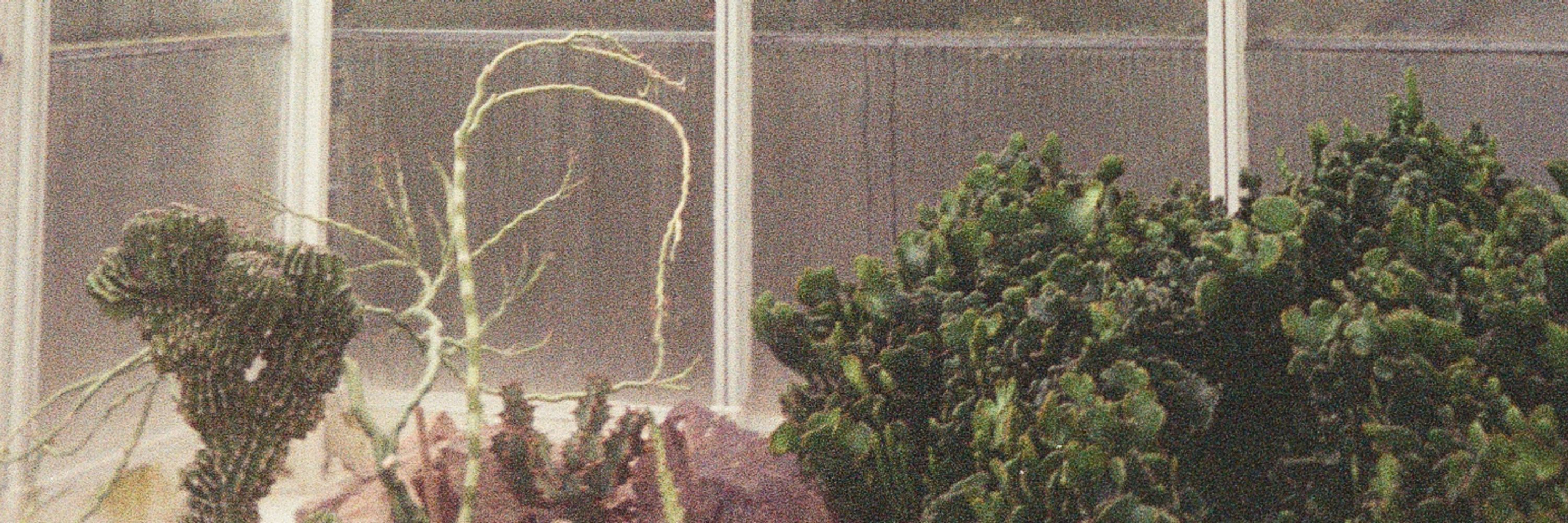 hazel rain