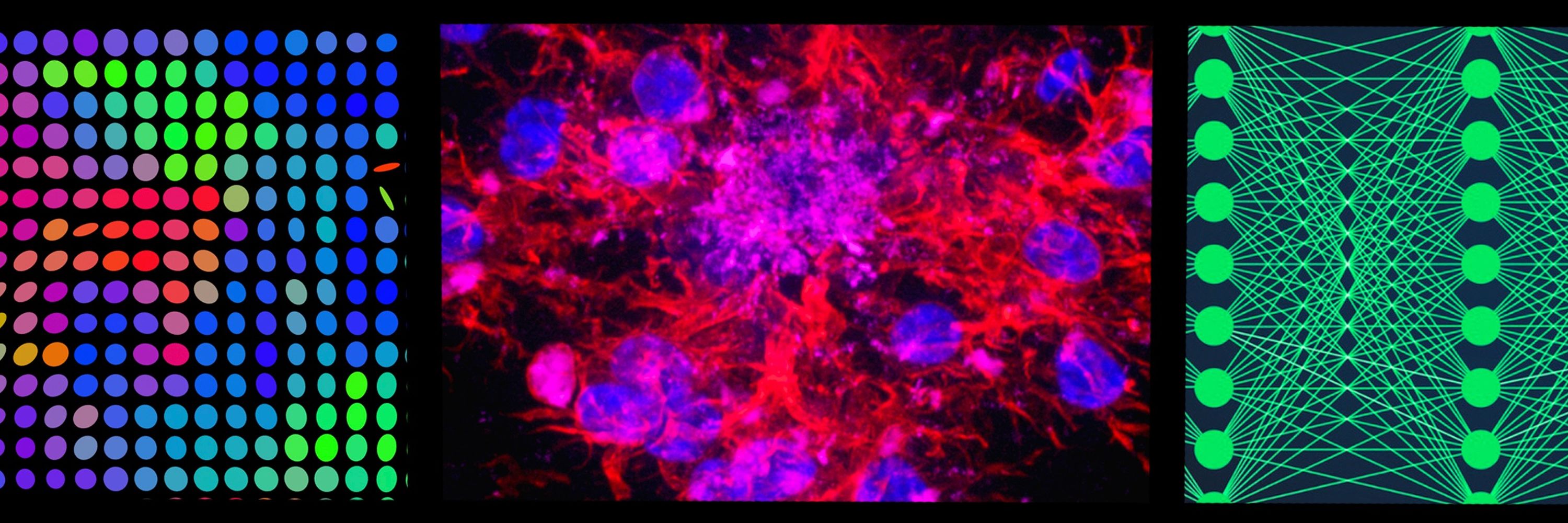 Translational Imaging Biomarkers Lab