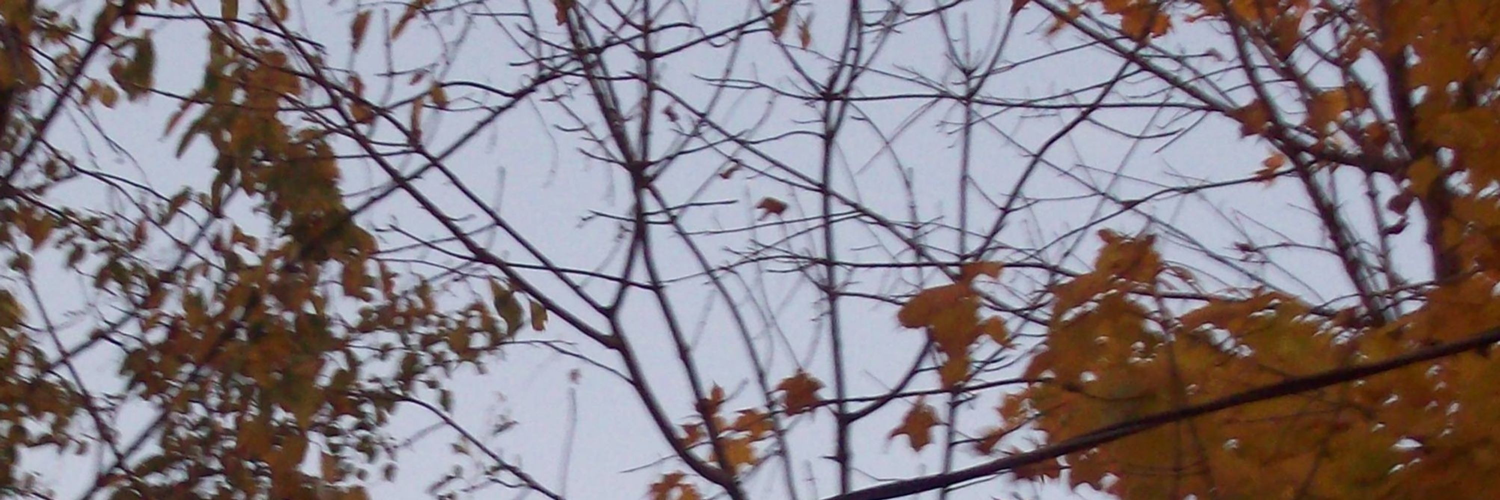 maple