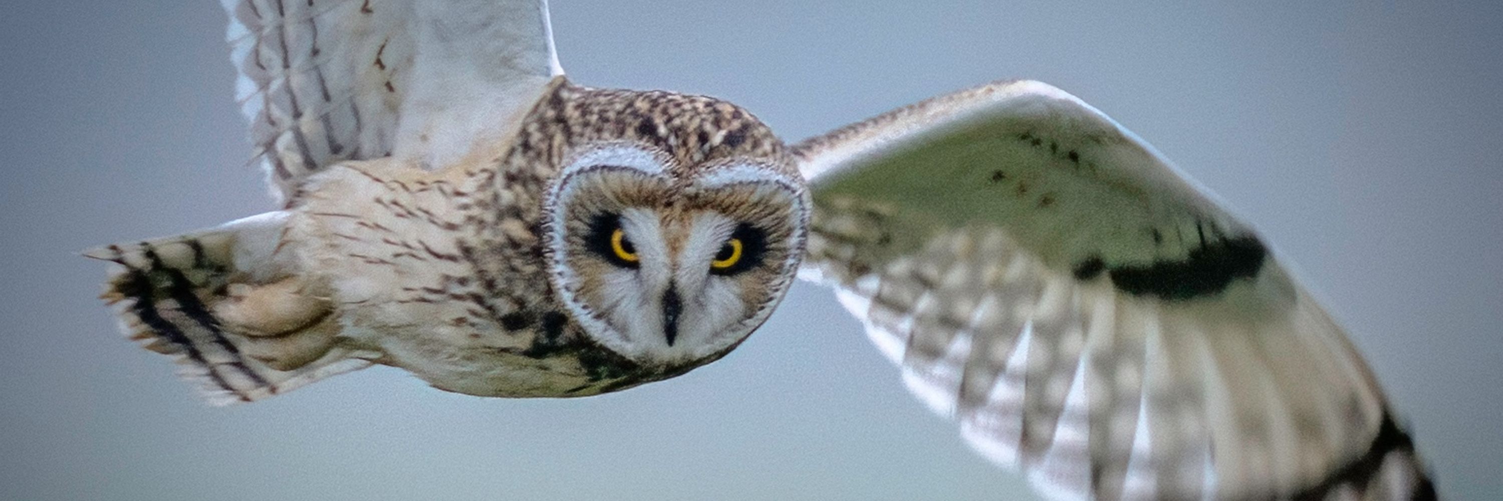 RSPB Guildford & District