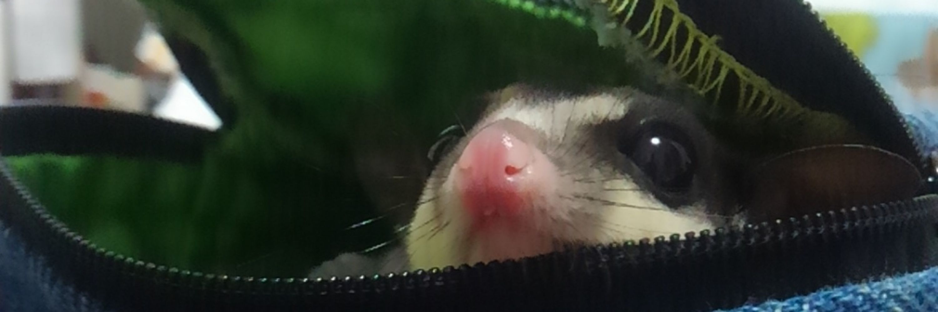 しゅがぐら