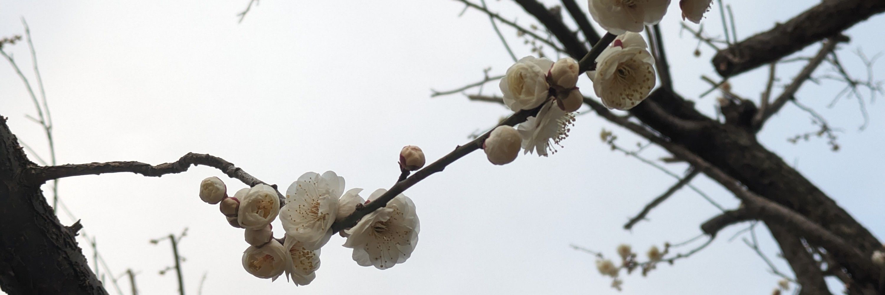美春✿