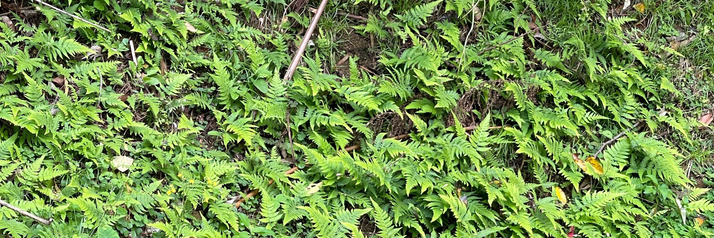 みぜる　はるから