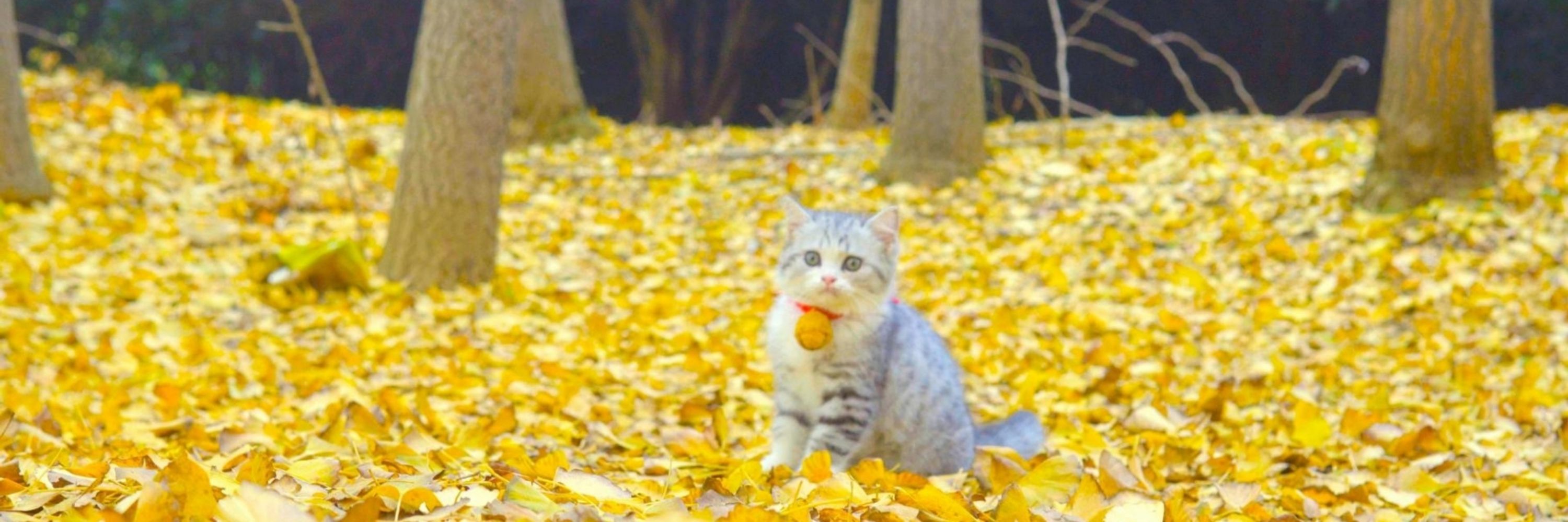 沈鼠鼠
