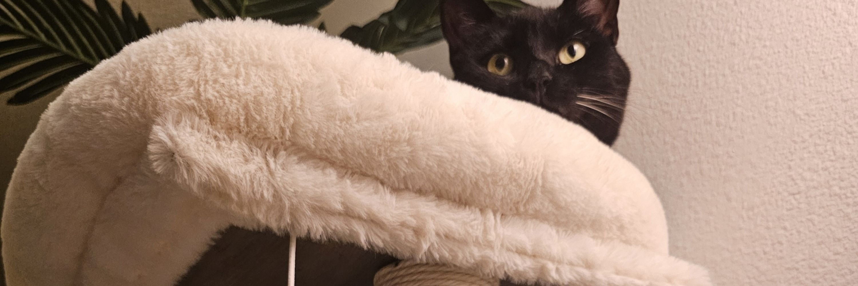 mia