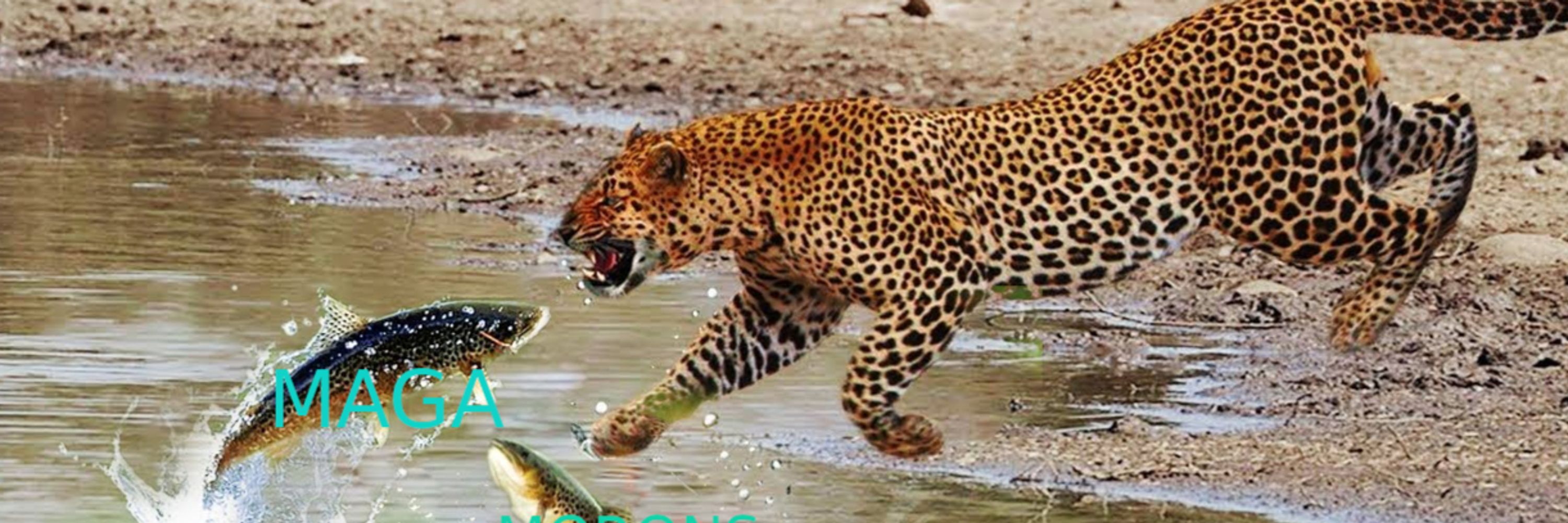 The Great Face-Eating Leopard