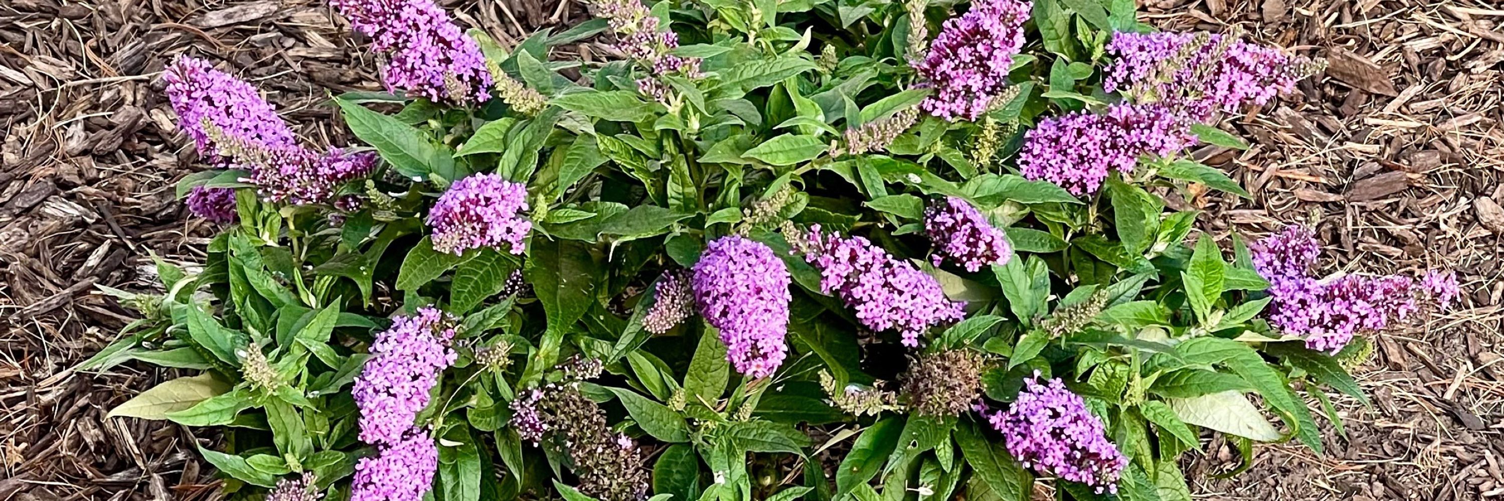 DebSezHi