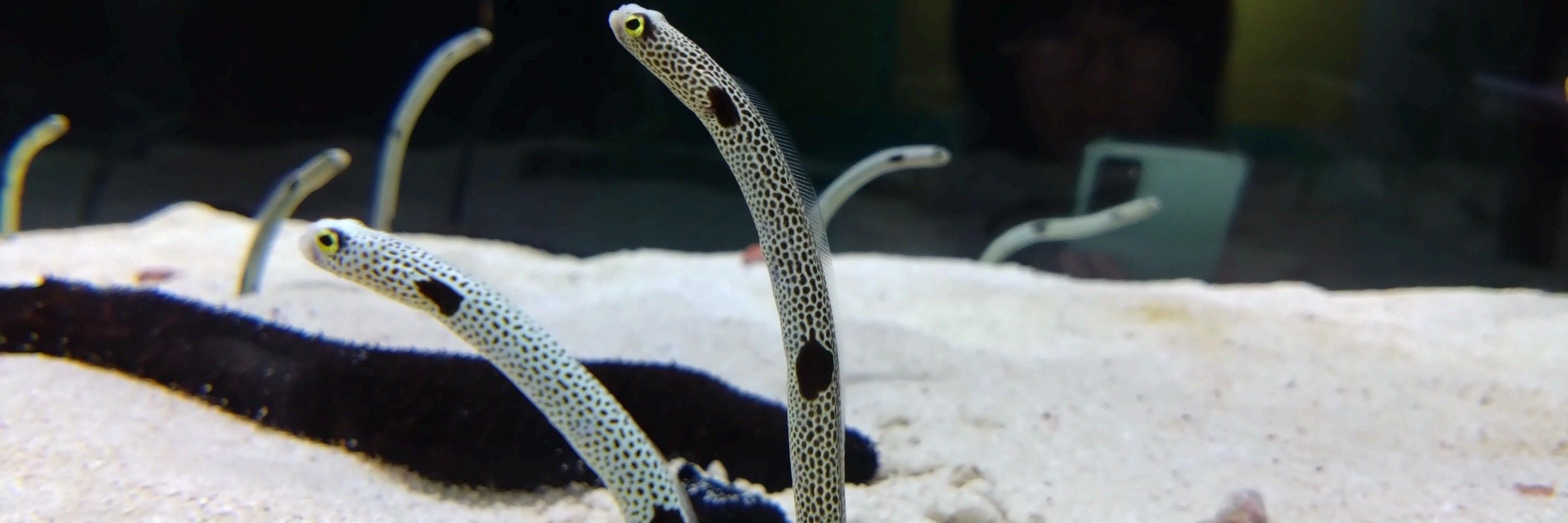タカツキツクネ