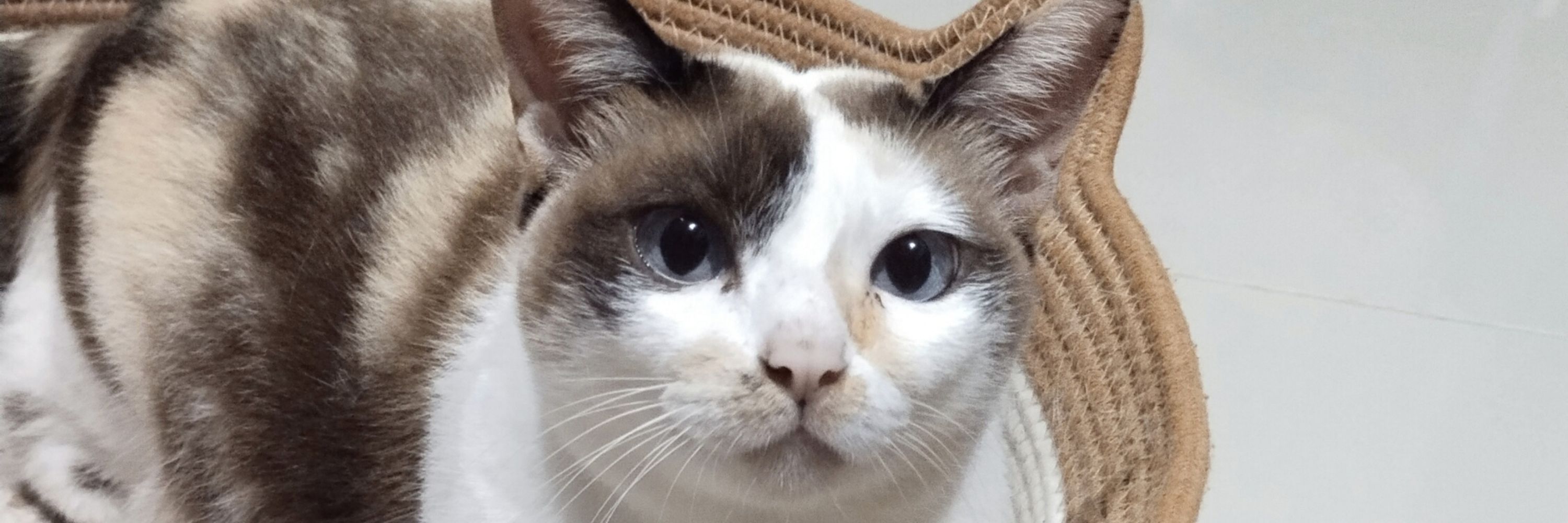 BlueBell