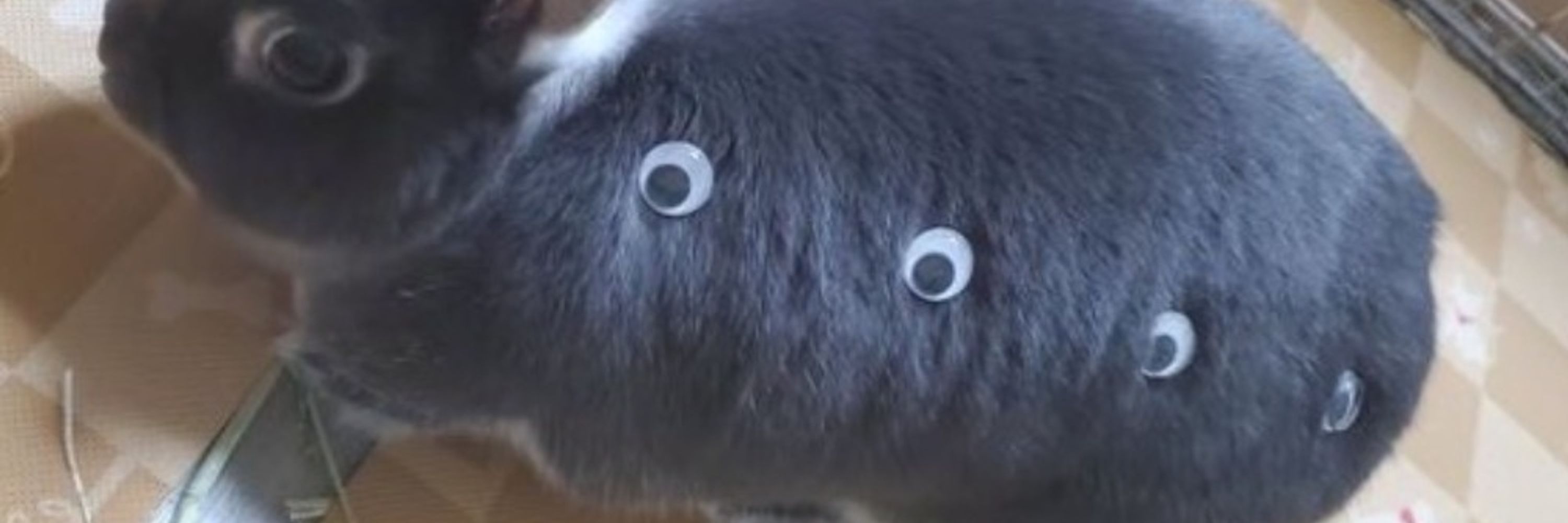 🐇☔