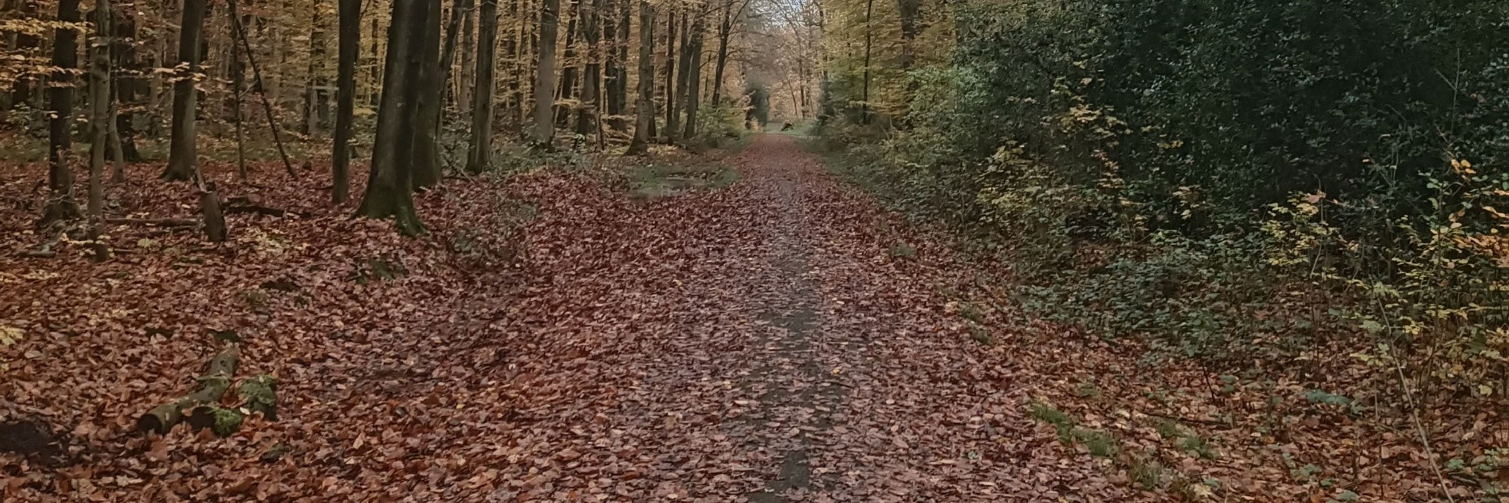 Sternchen