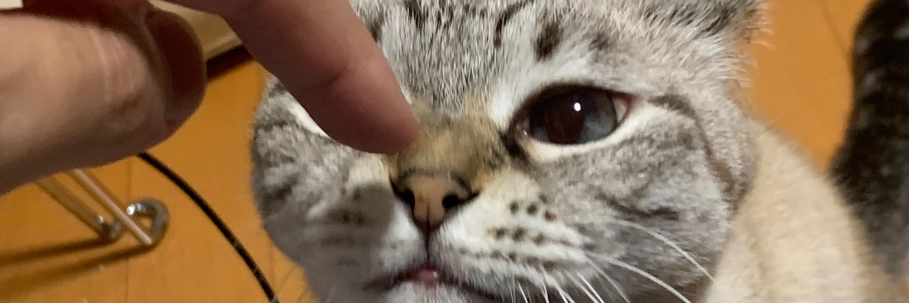 さとうめ