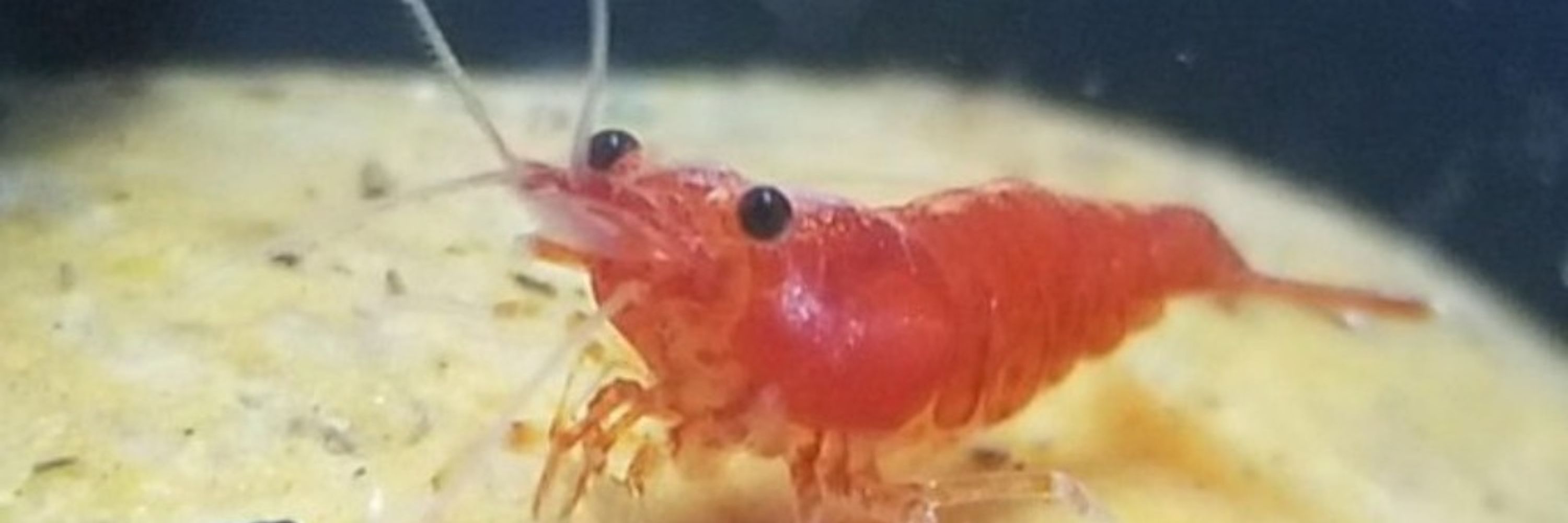 Dimnettle - If the Shoe Shrimps