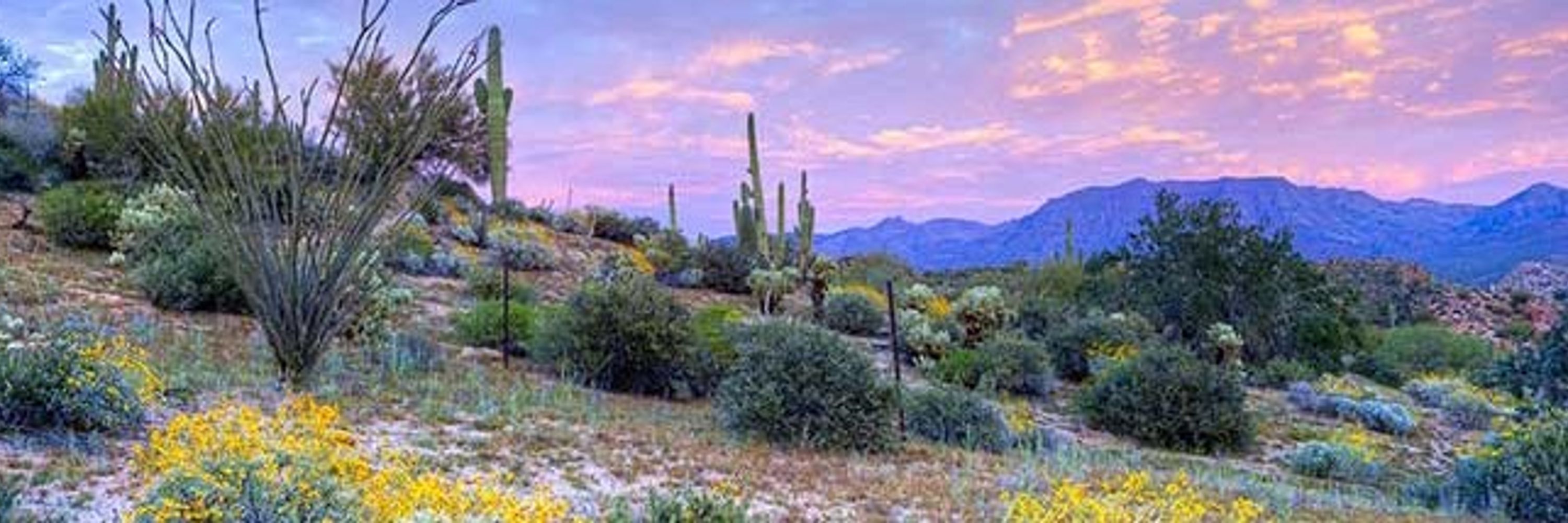 🌵🌺 Luke