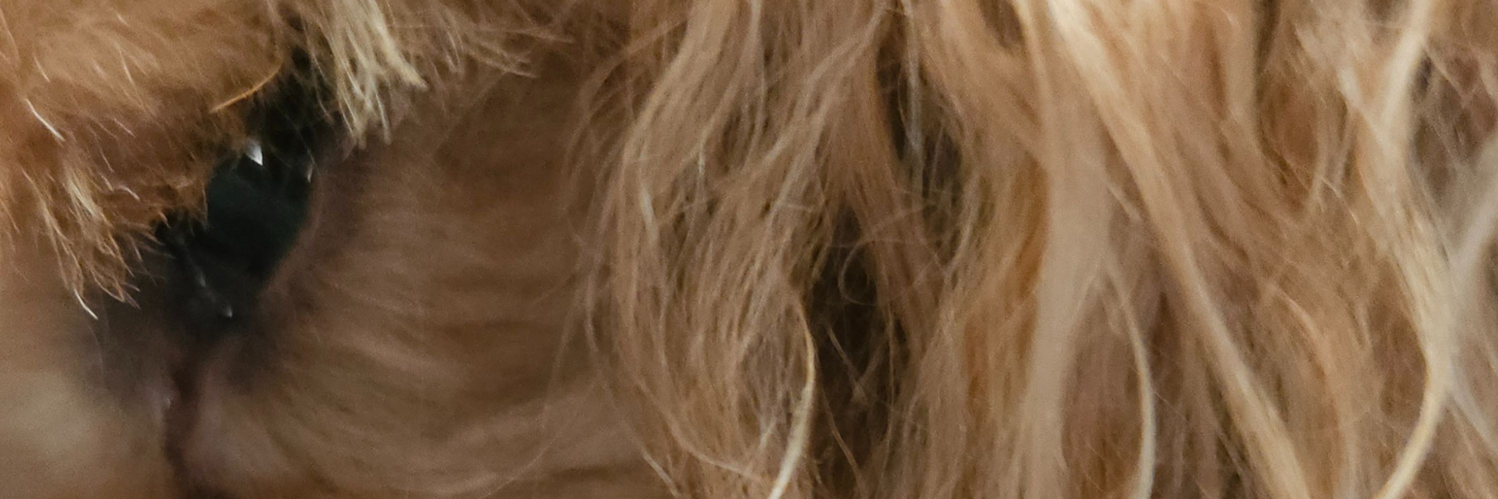 allie