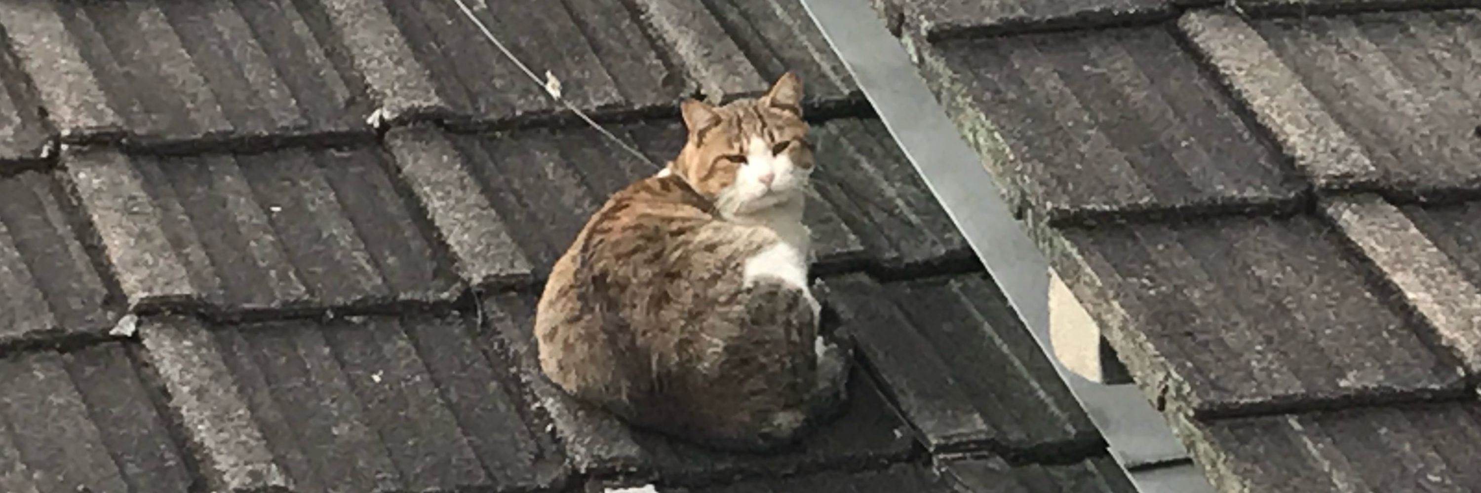 情シスの井上