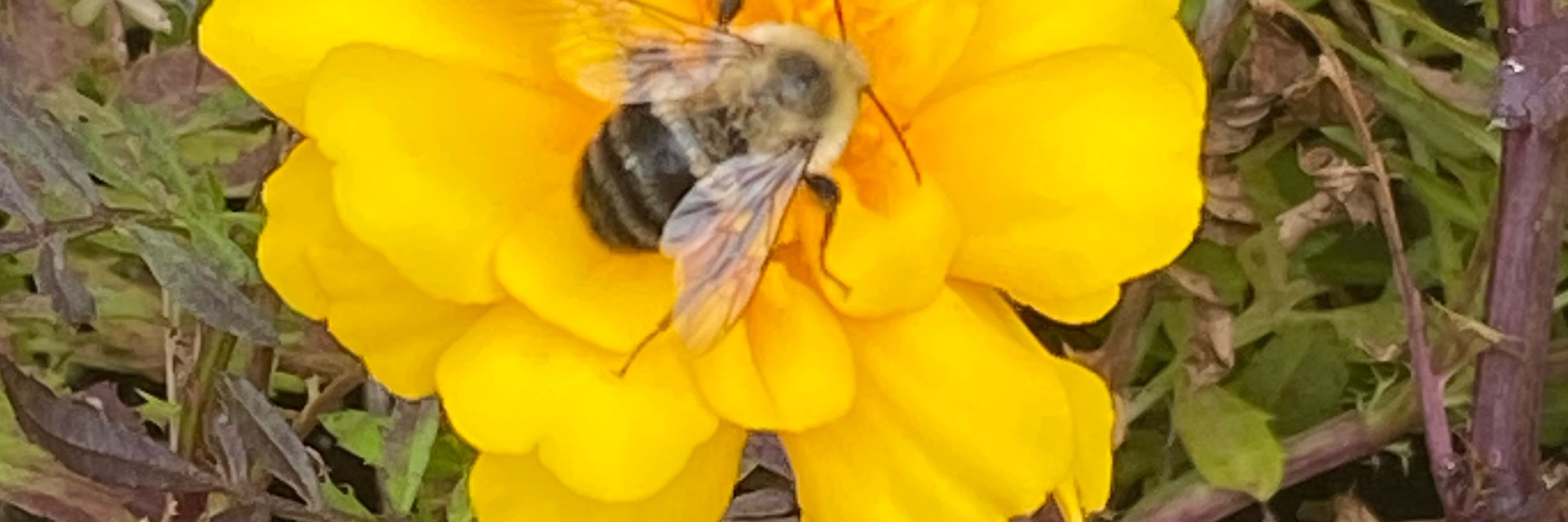 Linda