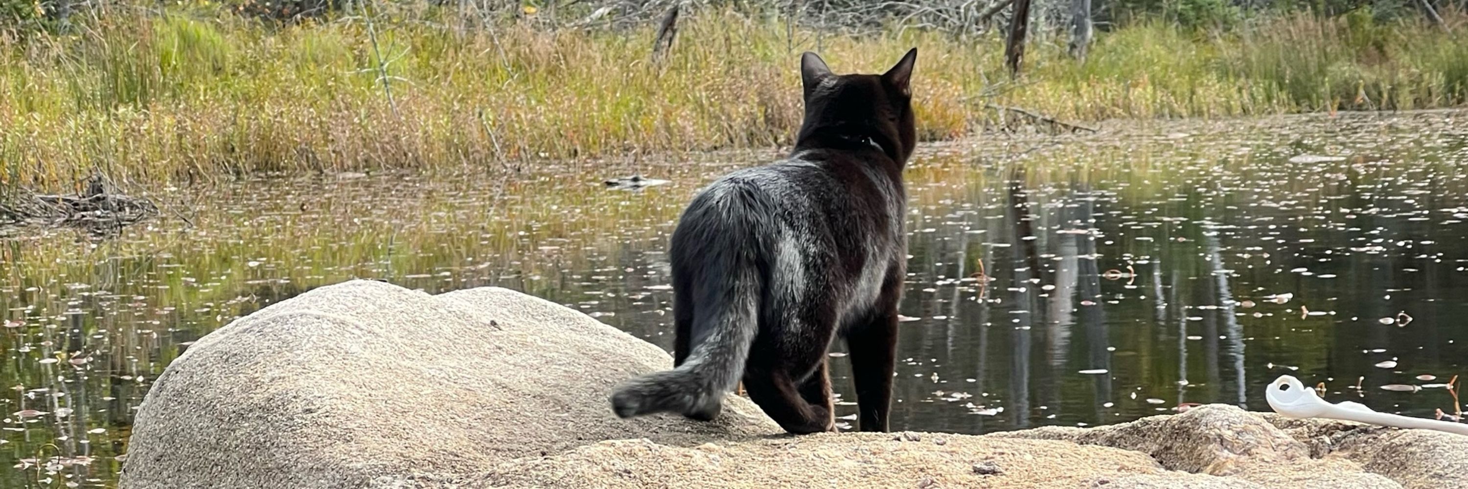 blackcattrails
