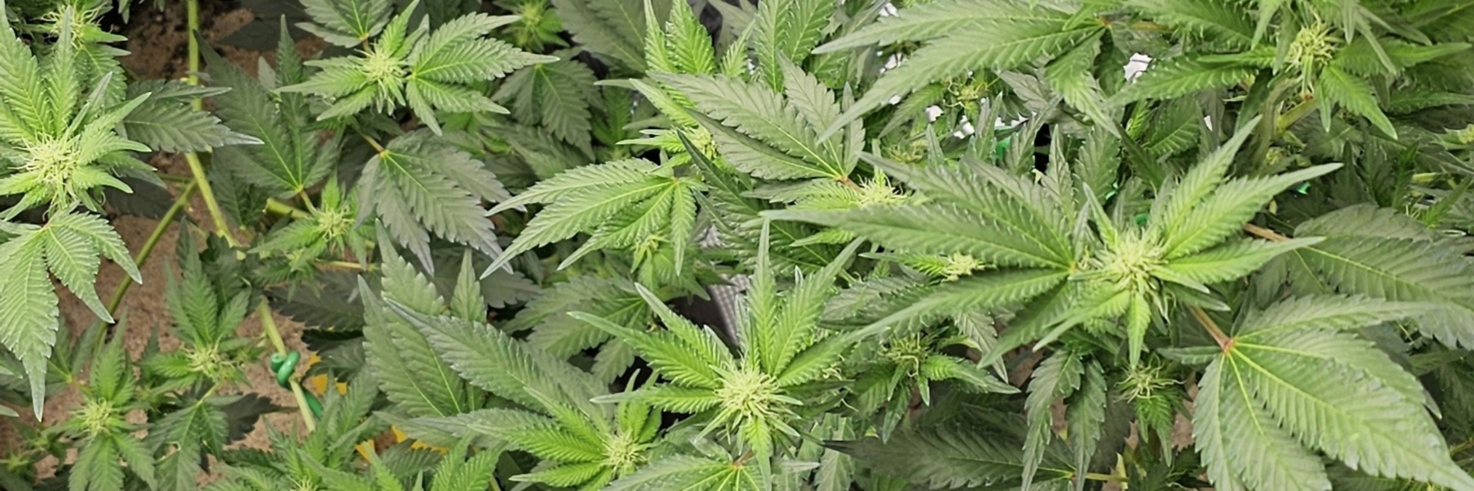 Weed Daddy