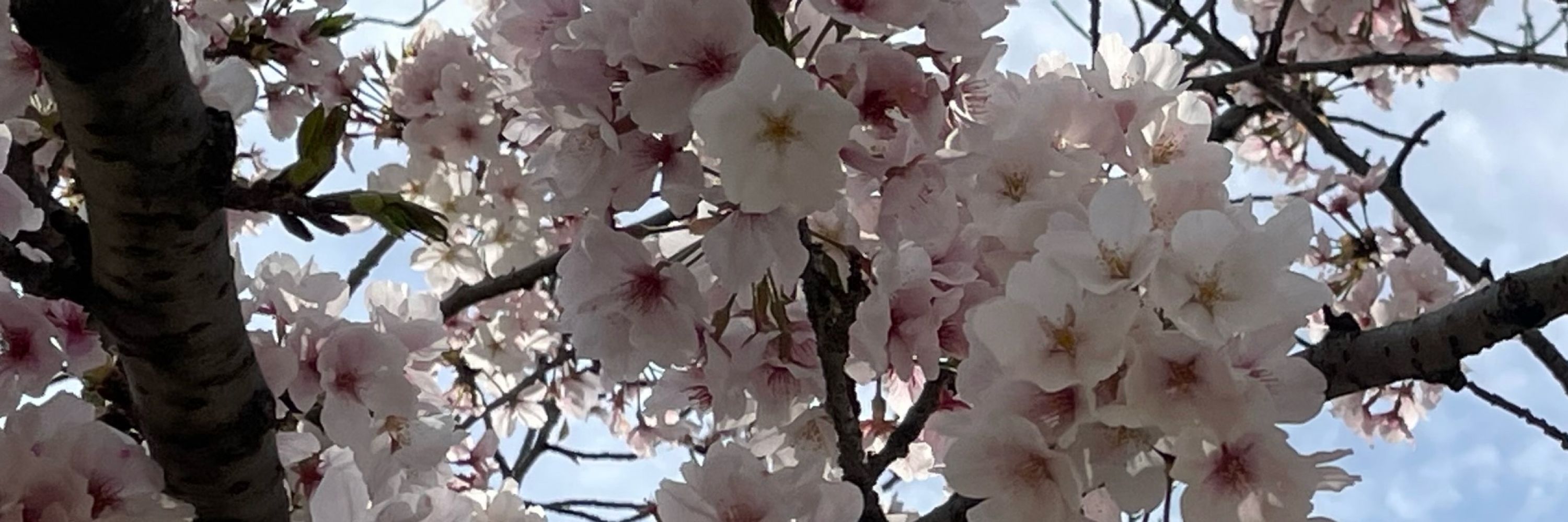 せら