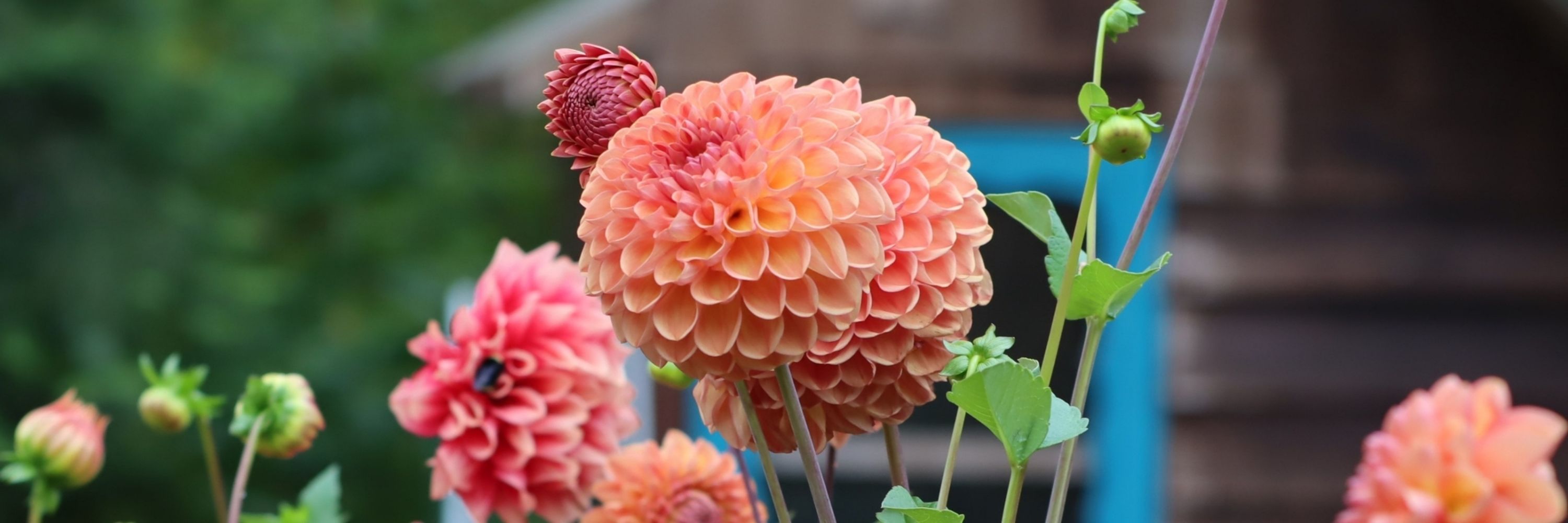 Heather grows dahlias 🌼