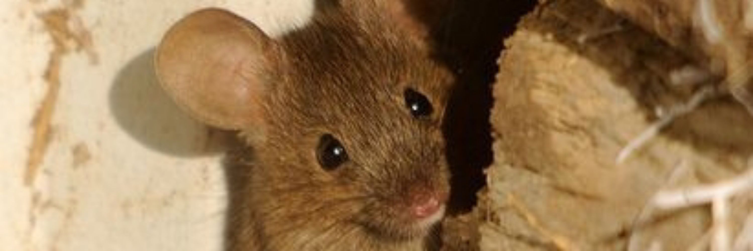 Loose Mouse