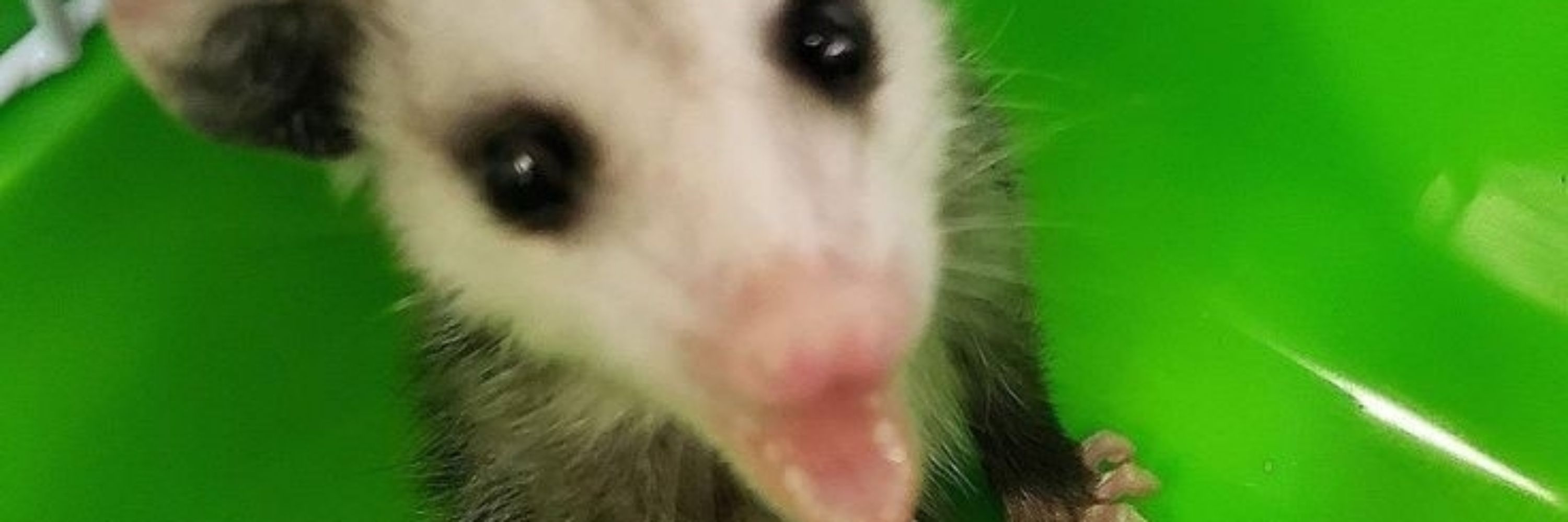 Raposinha do Pânico