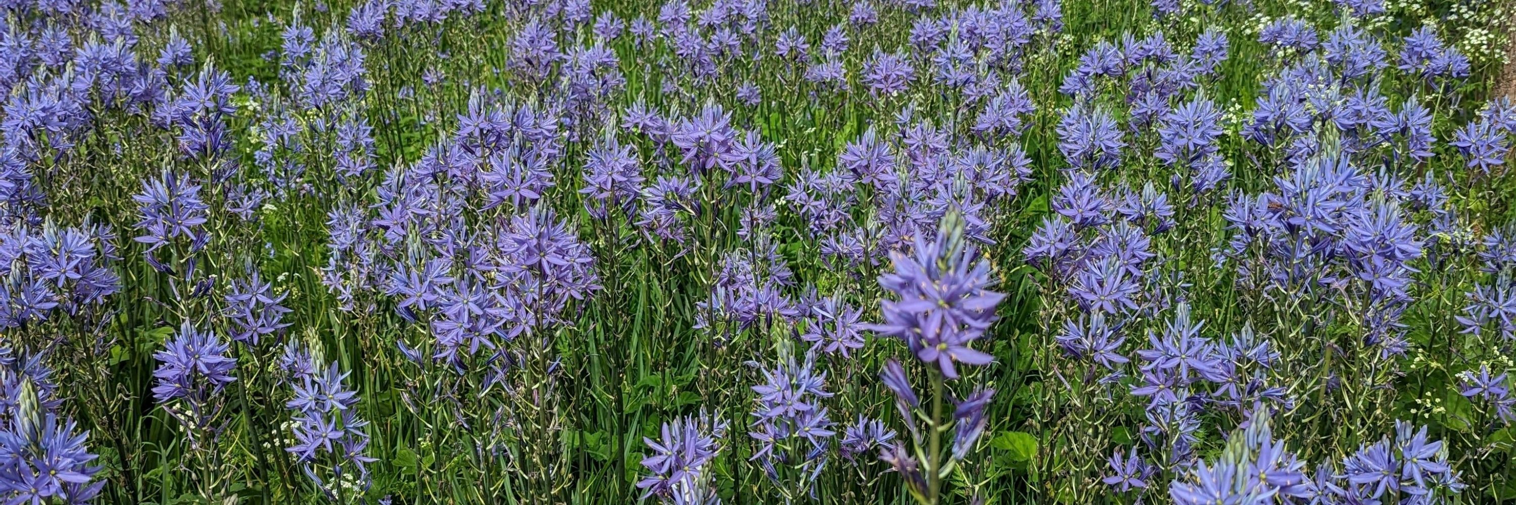 Nyika
