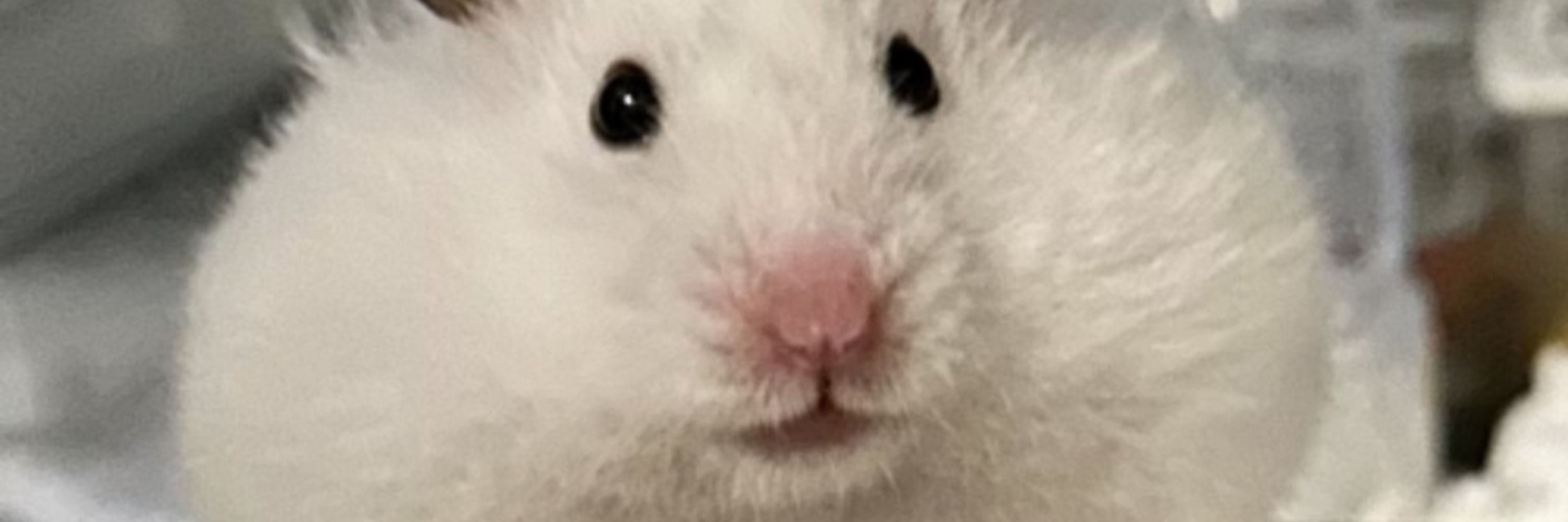 クオンタム