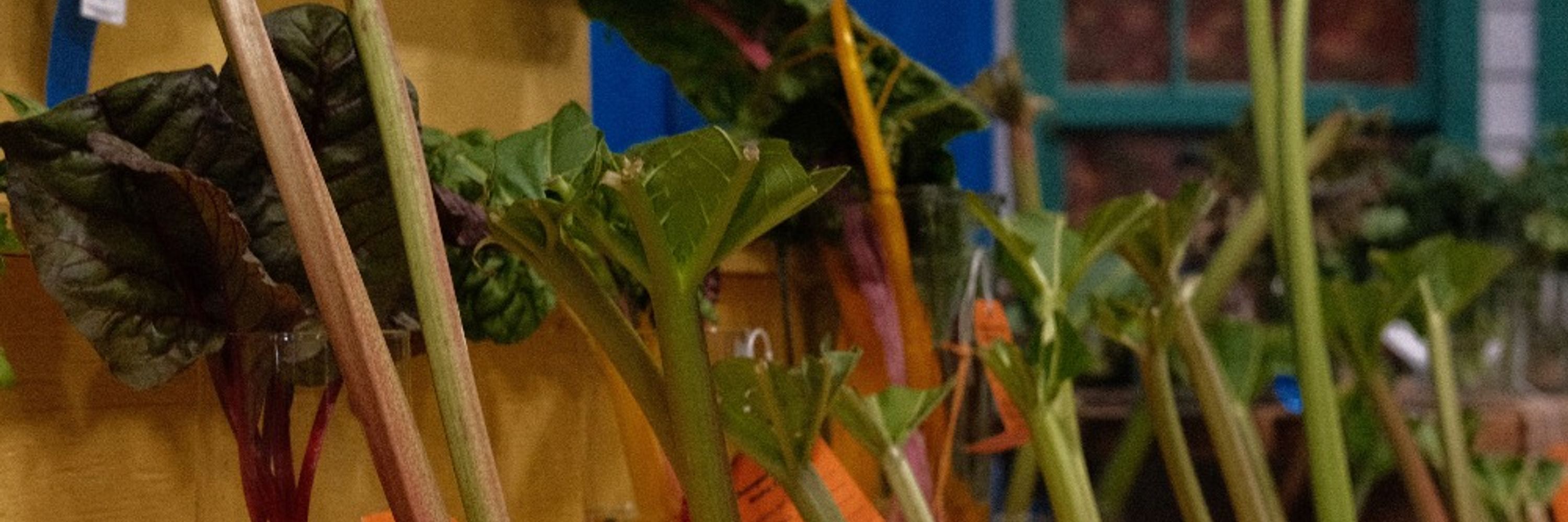 Frogsynth