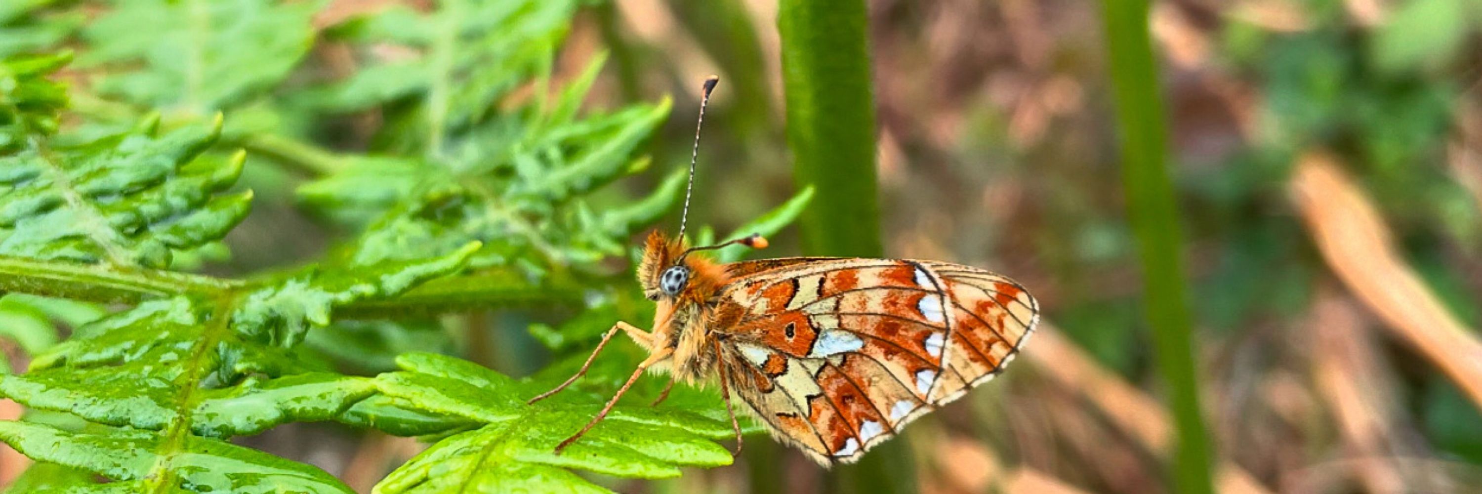 Butterfly Conservation Devon