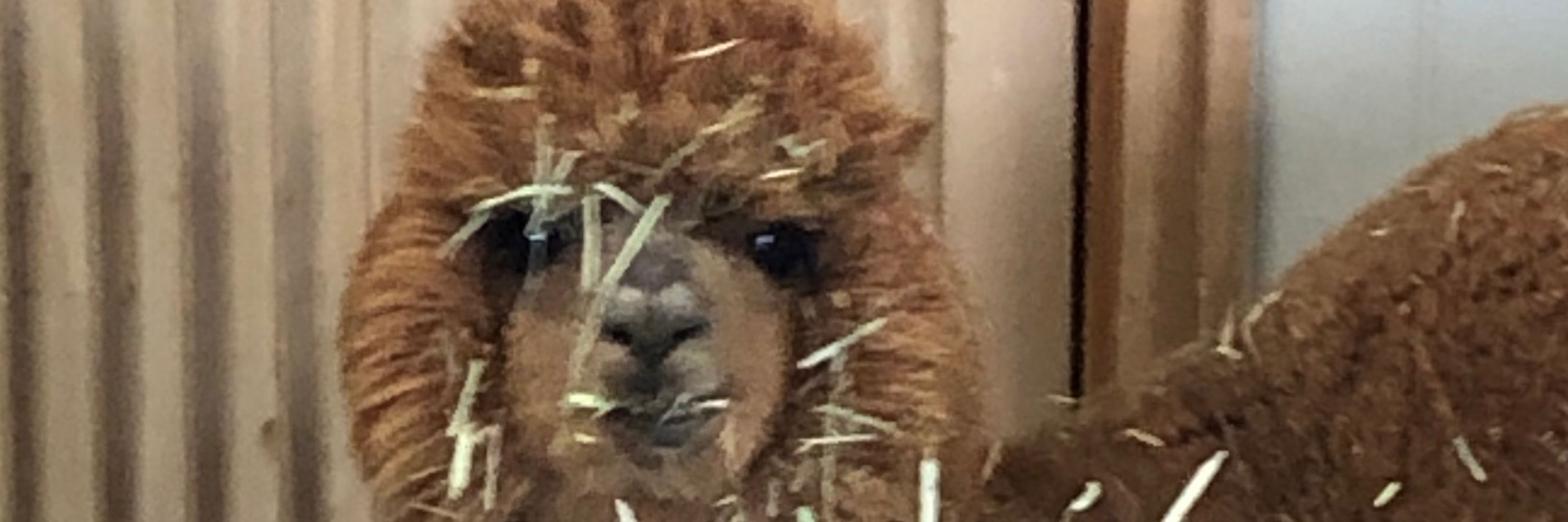 あまやどり