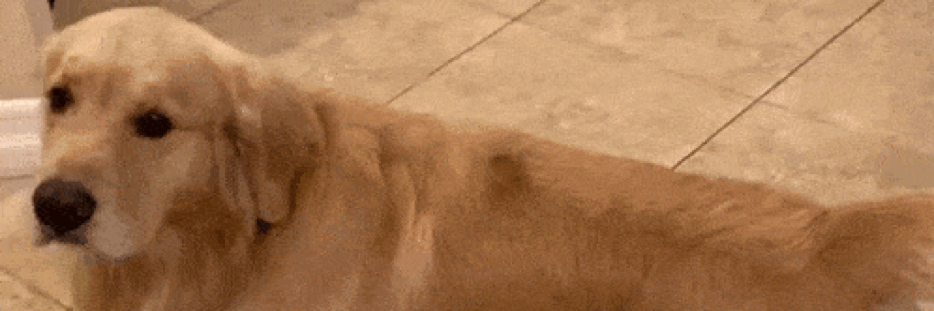 Splooger McGavin
