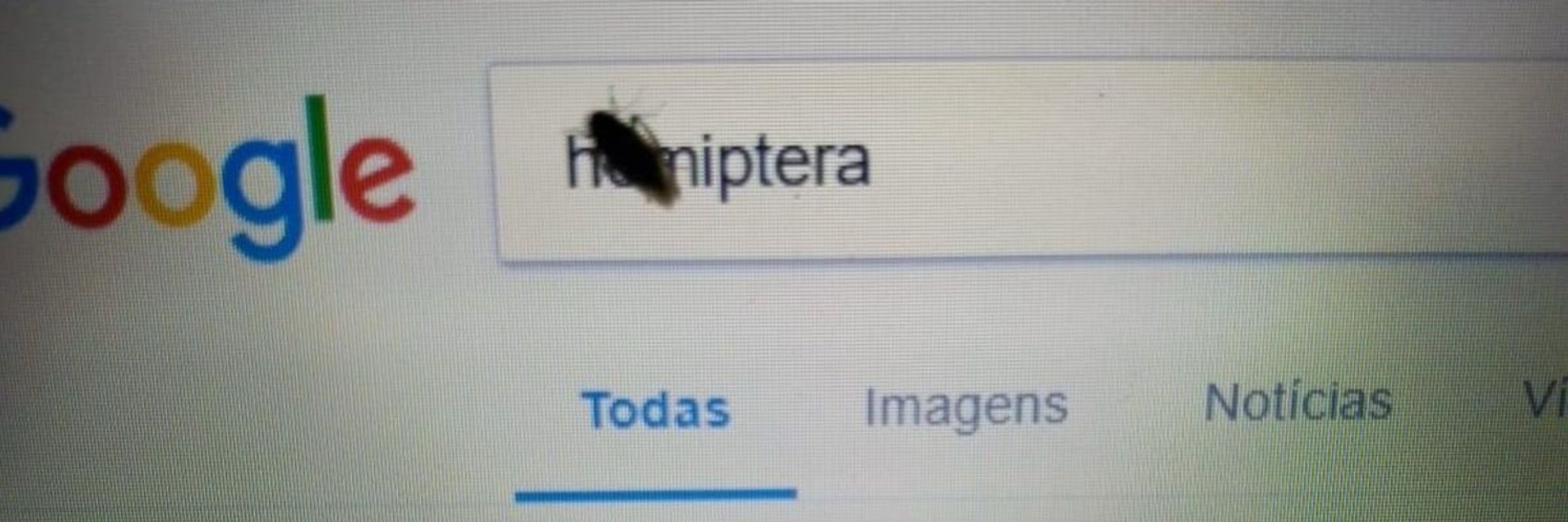 lorrana