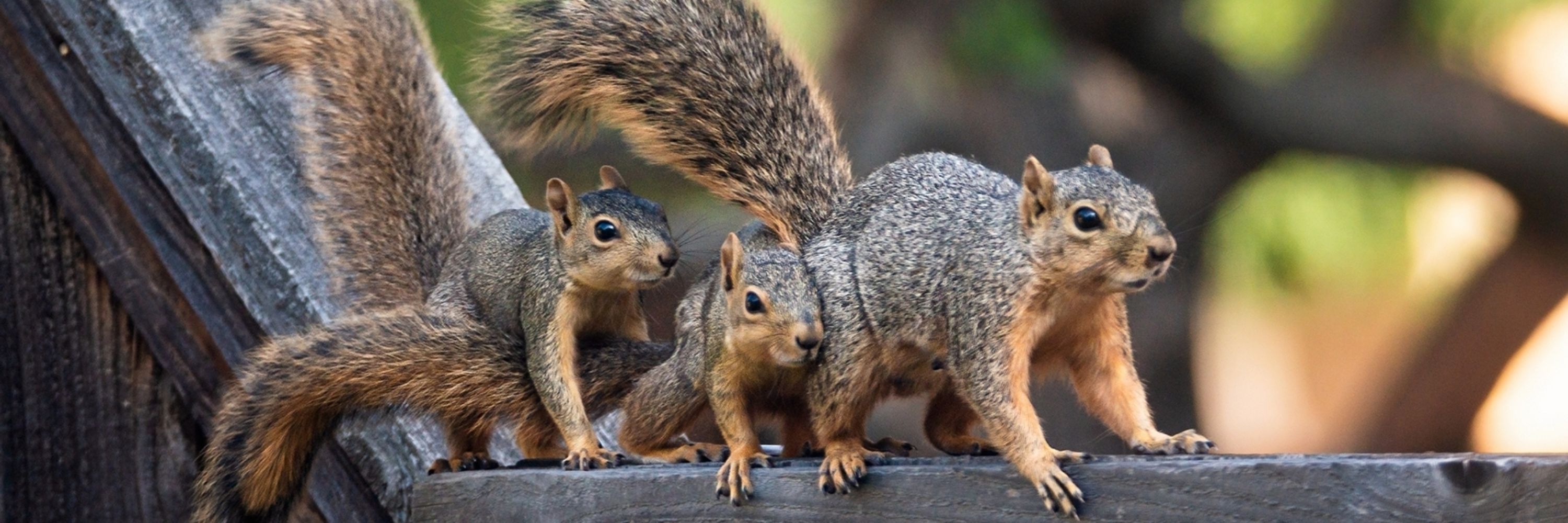 Backyard Squirrels
