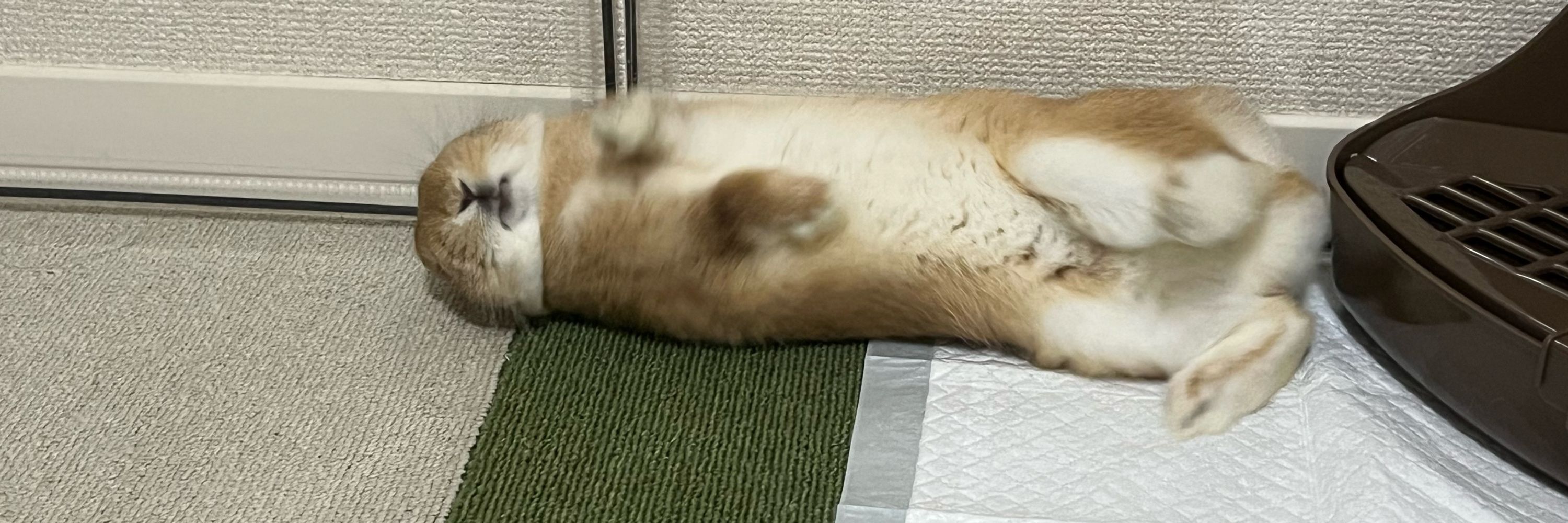 ざと