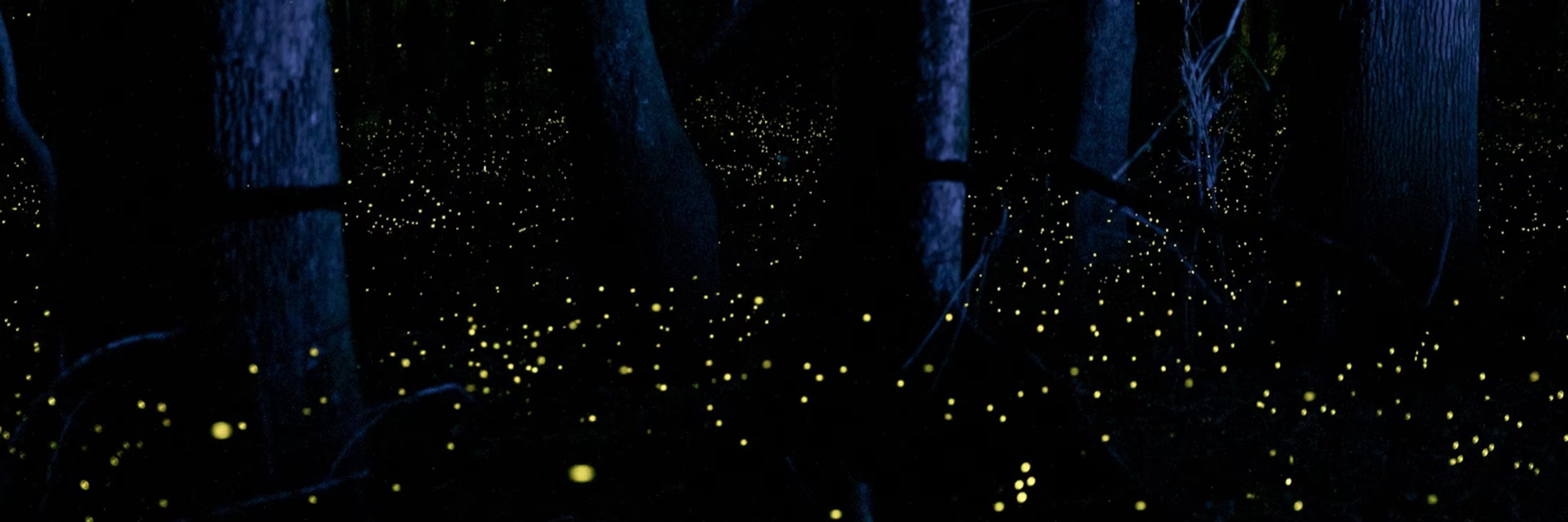 The Firefly Lab