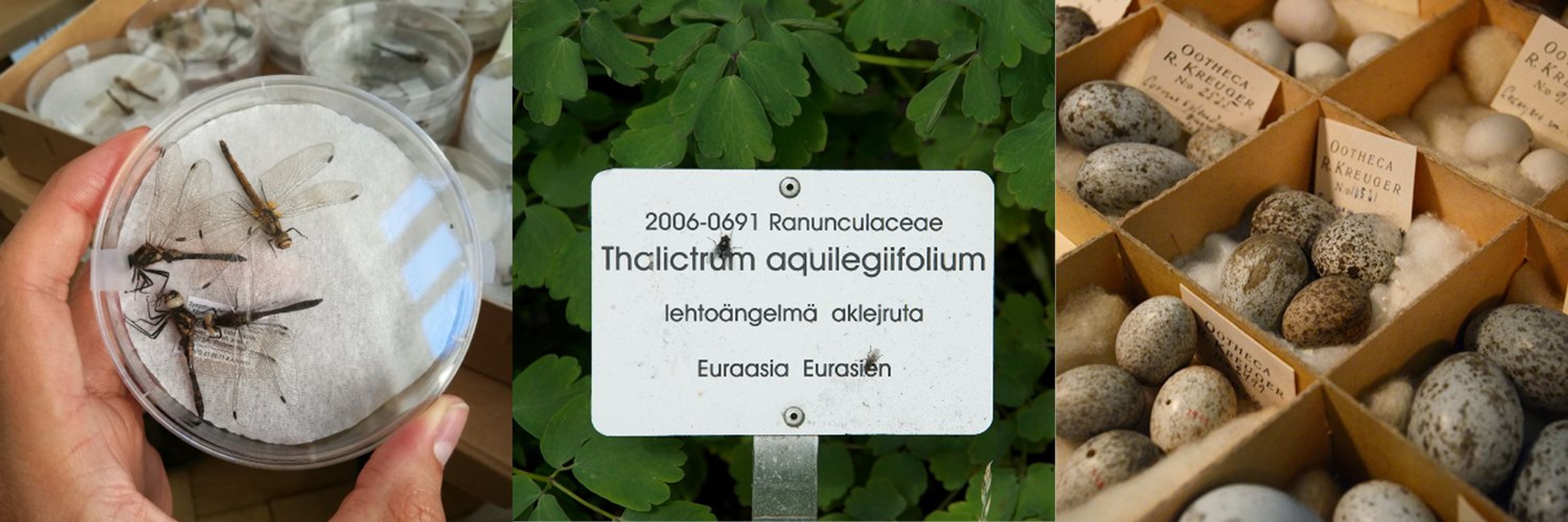 Suomen Lajitietokeskus