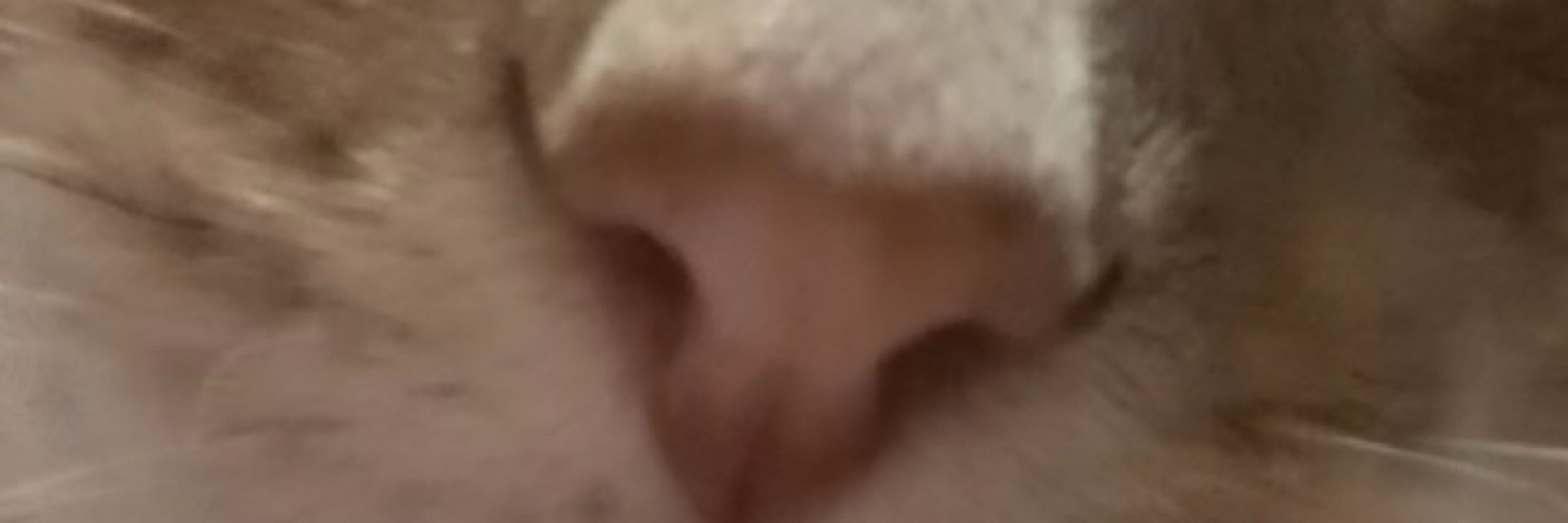 FknFeministCatLady
