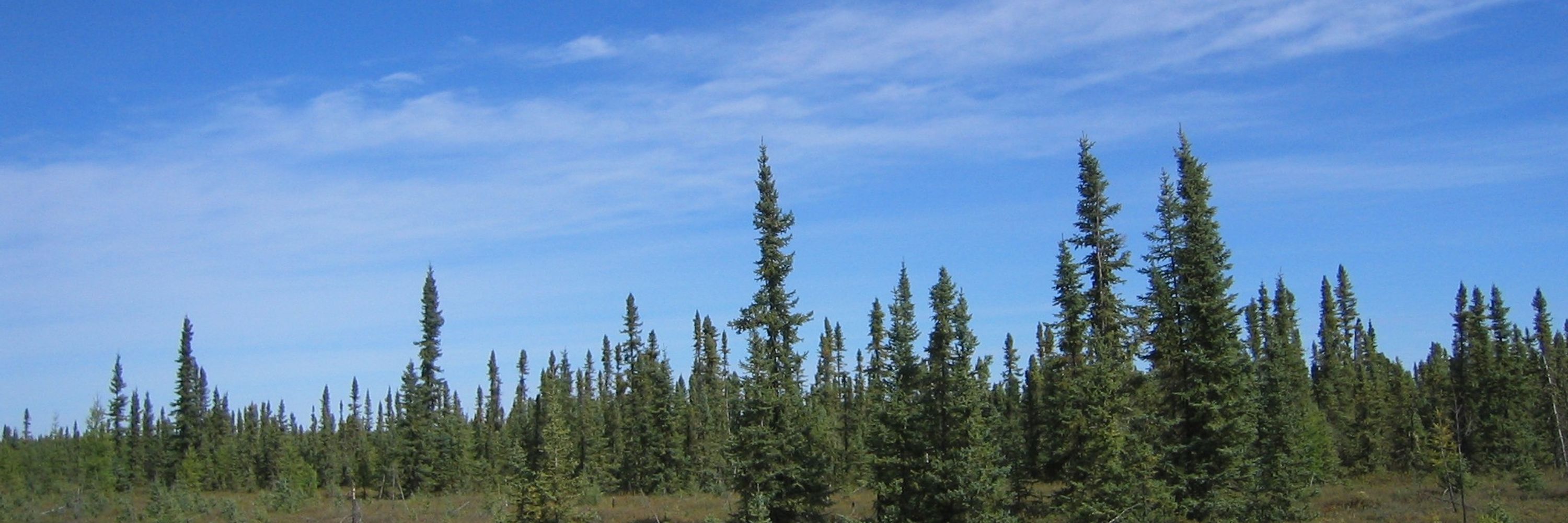 55th Parallel Peatland Ecosystem Research Group