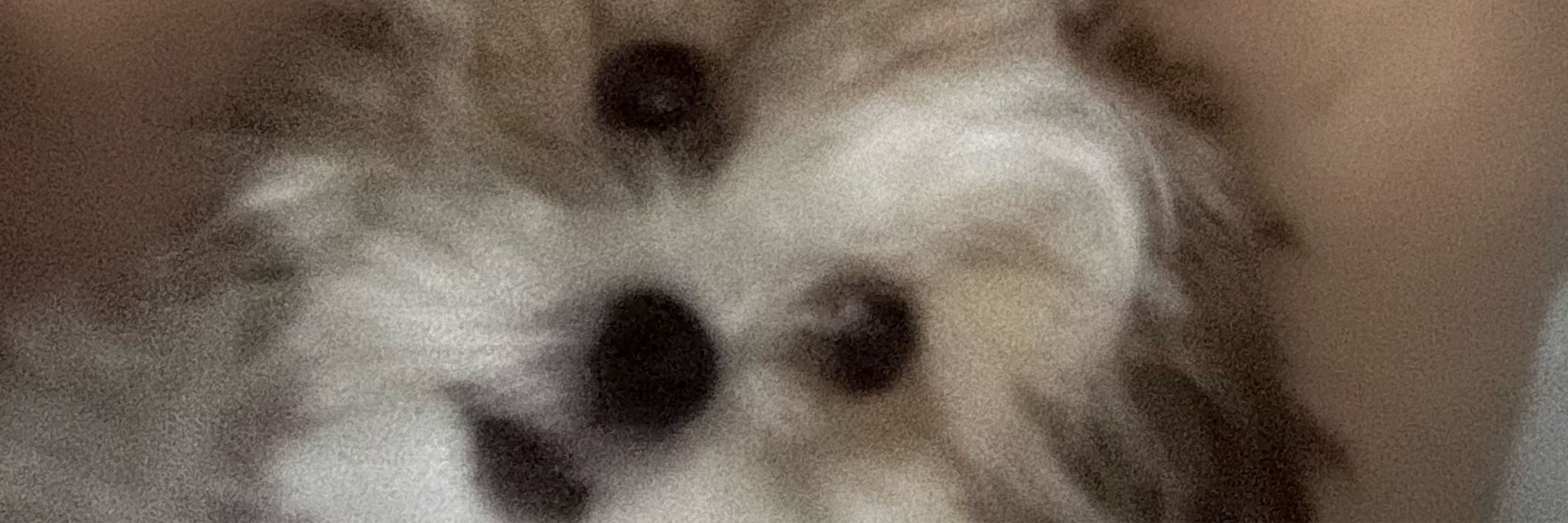 Igor 