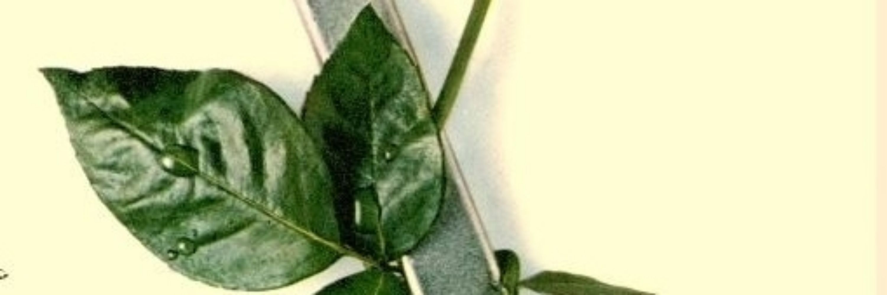 ARSCKI